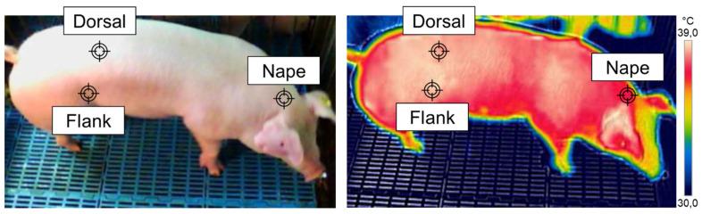https://cdn.ncbi.nlm.nih.gov/pmc/blobs/1412/8614347/5a1d5e61c598/animals-11-03303-g001.jpg