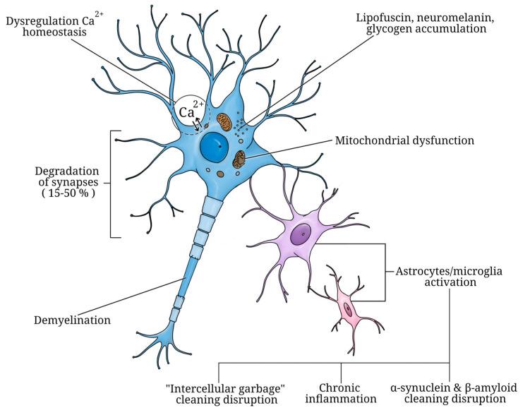 https://cdn.ncbi.nlm.nih.gov/pmc/blobs/1413/11241365/4d06a18e0de3/ijms-25-07122-g002.jpg