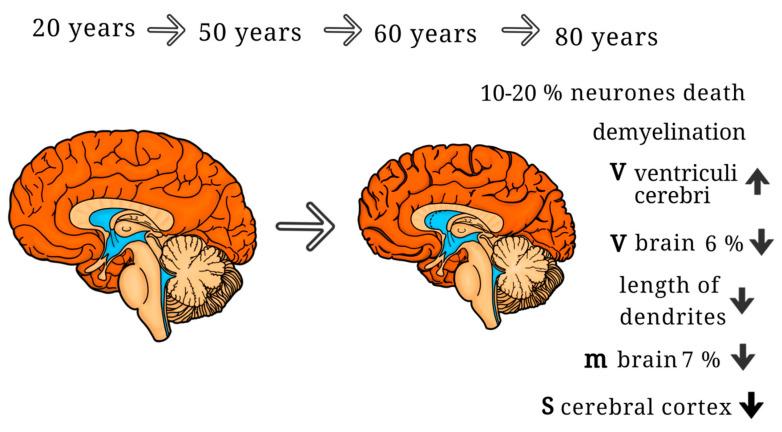 https://cdn.ncbi.nlm.nih.gov/pmc/blobs/1413/11241365/e8a95805383f/ijms-25-07122-g001.jpg