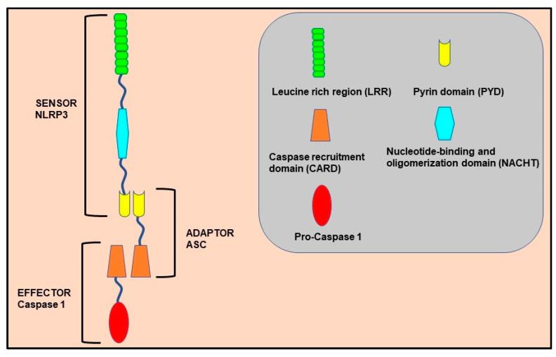 https://cdn.ncbi.nlm.nih.gov/pmc/blobs/1415/8537060/e379170acf0b/molecules-26-06238-g001.jpg