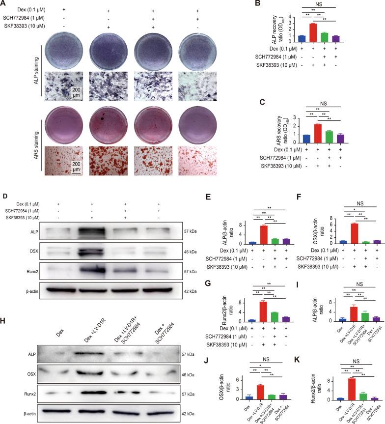 https://cdn.ncbi.nlm.nih.gov/pmc/blobs/1415/8862482/cb5fec6eca3b/10020_2022_453_Fig5_HTML.jpg