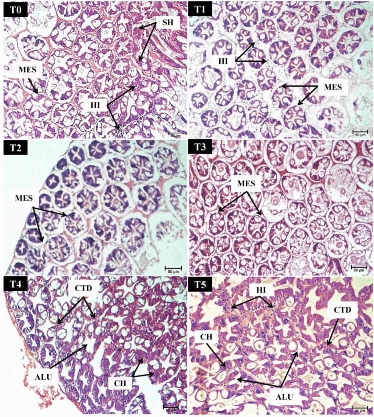 https://cdn.ncbi.nlm.nih.gov/pmc/blobs/141d/10920830/3e45e42e7441/41598_2024_56173_Fig13_HTML.jpg