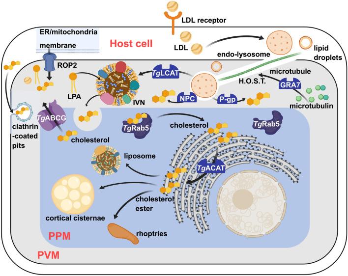https://cdn.ncbi.nlm.nih.gov/pmc/blobs/1420/10916224/179a21691dae/13071_2024_6213_Fig3_HTML.jpg