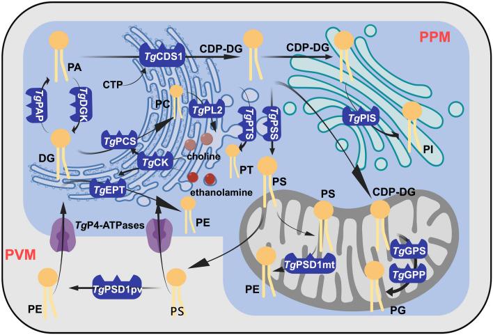 https://cdn.ncbi.nlm.nih.gov/pmc/blobs/1420/10916224/342215331adb/13071_2024_6213_Fig2_HTML.jpg