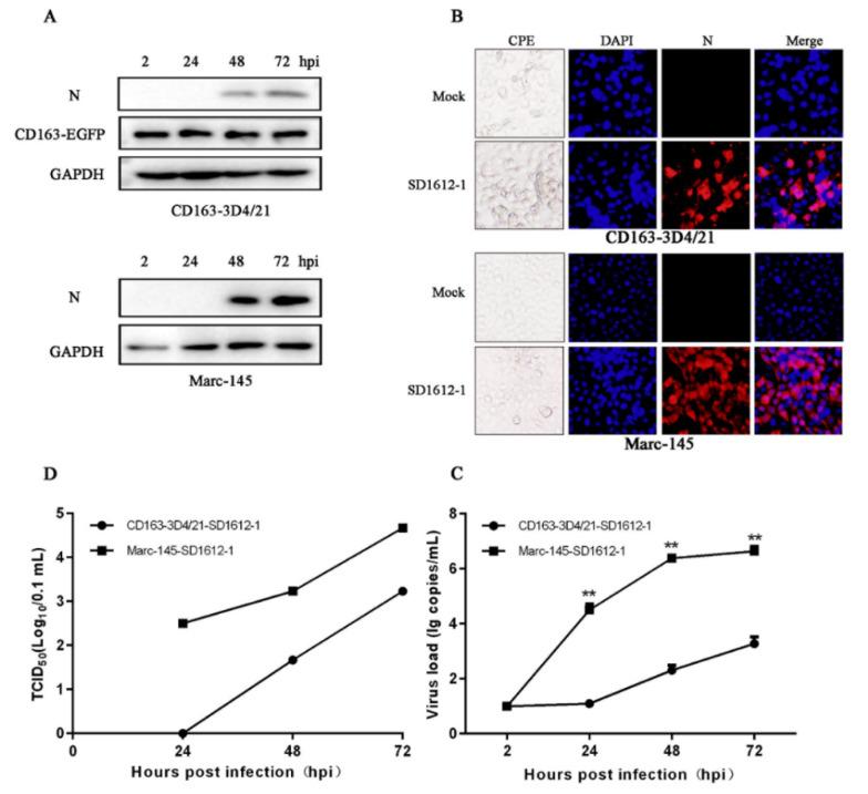 https://cdn.ncbi.nlm.nih.gov/pmc/blobs/1422/9505768/4192f7fa4669/viruses-14-02056-g003.jpg