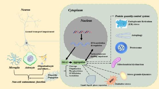 https://cdn.ncbi.nlm.nih.gov/pmc/blobs/1426/10664110/5d52ad1a26ab/NRR-19-800-g003.jpg