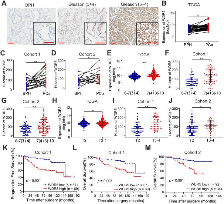 https://cdn.ncbi.nlm.nih.gov/pmc/blobs/1426/7978315/1932888dd420/thnov11p4809g001.jpg