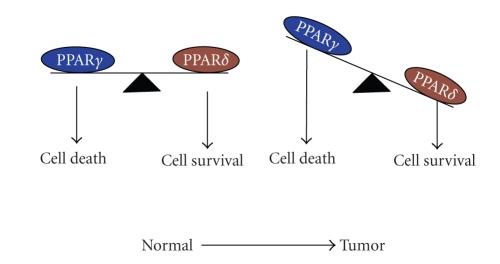 https://cdn.ncbi.nlm.nih.gov/pmc/blobs/1427/2422873/66b8ee7cf1d6/PPAR2008-931074.001.jpg