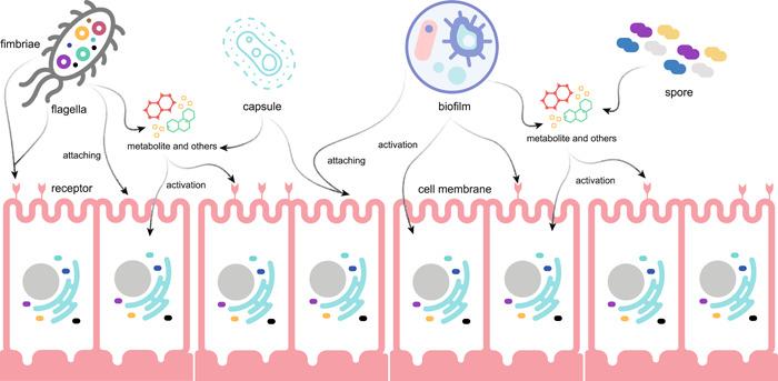 https://cdn.ncbi.nlm.nih.gov/pmc/blobs/1428/10989872/3054f748399e/IMT2-1-e14-g005.jpg