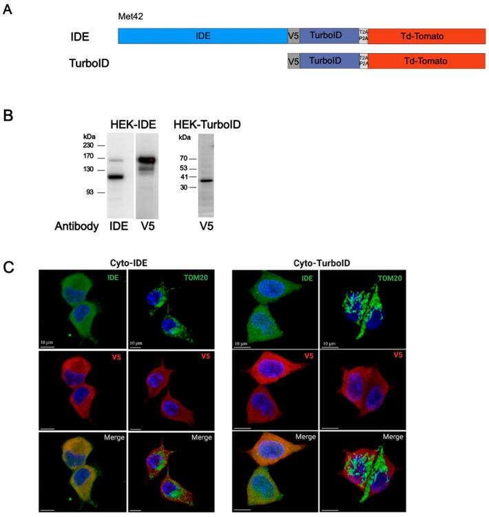 https://cdn.ncbi.nlm.nih.gov/pmc/blobs/142a/12153694/32f71c87e667/cells-14-00792-g002.jpg