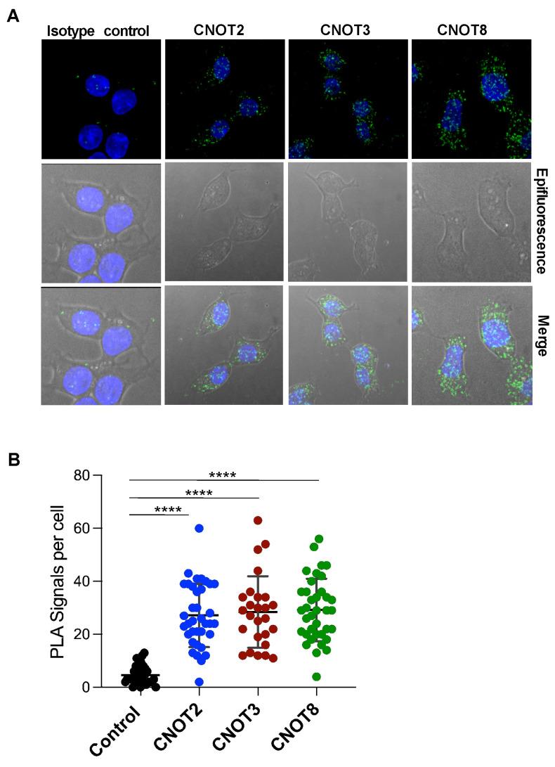 https://cdn.ncbi.nlm.nih.gov/pmc/blobs/142a/12153694/acb01a80a327/cells-14-00792-g004.jpg