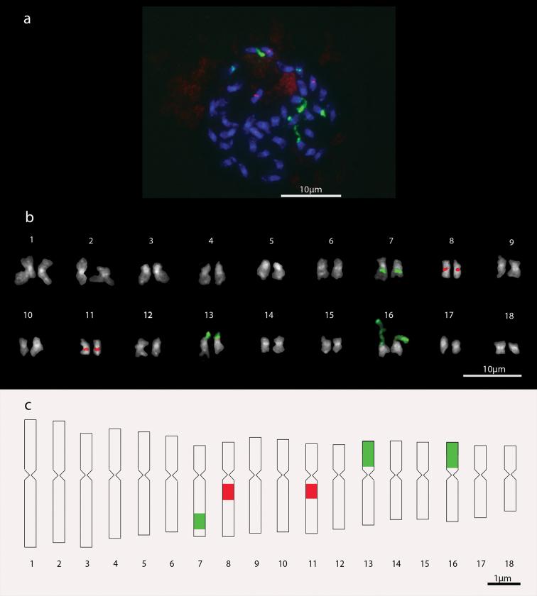 https://cdn.ncbi.nlm.nih.gov/pmc/blobs/142a/4698577/46fbae0c2c4f/CompCytogen-9-645-g003.jpg