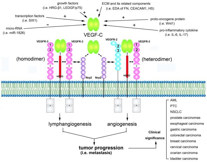 https://cdn.ncbi.nlm.nih.gov/pmc/blobs/142c/3565253/a890ab70f21b/ijms-14-00088f1.jpg