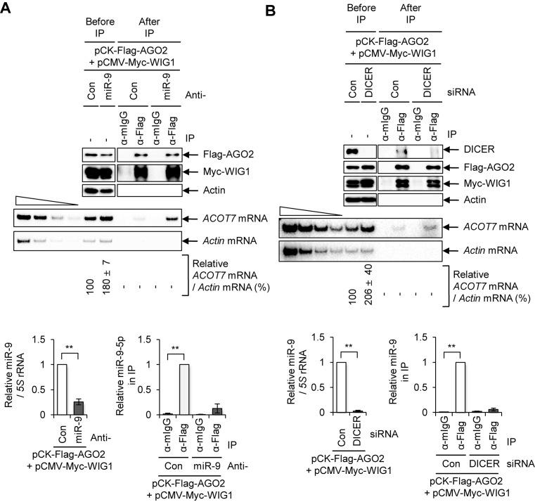https://cdn.ncbi.nlm.nih.gov/pmc/blobs/142c/5499809/06ed5af4e3f1/gkx307fig2.jpg