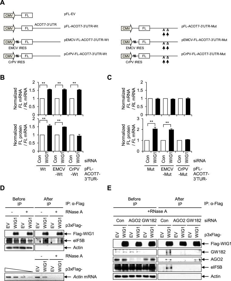 https://cdn.ncbi.nlm.nih.gov/pmc/blobs/142c/5499809/66d0beb6ded0/gkx307fig6.jpg