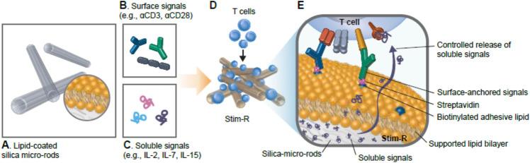 https://cdn.ncbi.nlm.nih.gov/pmc/blobs/142f/11392953/0820e3190702/41598_2024_72392_Fig1_HTML.jpg