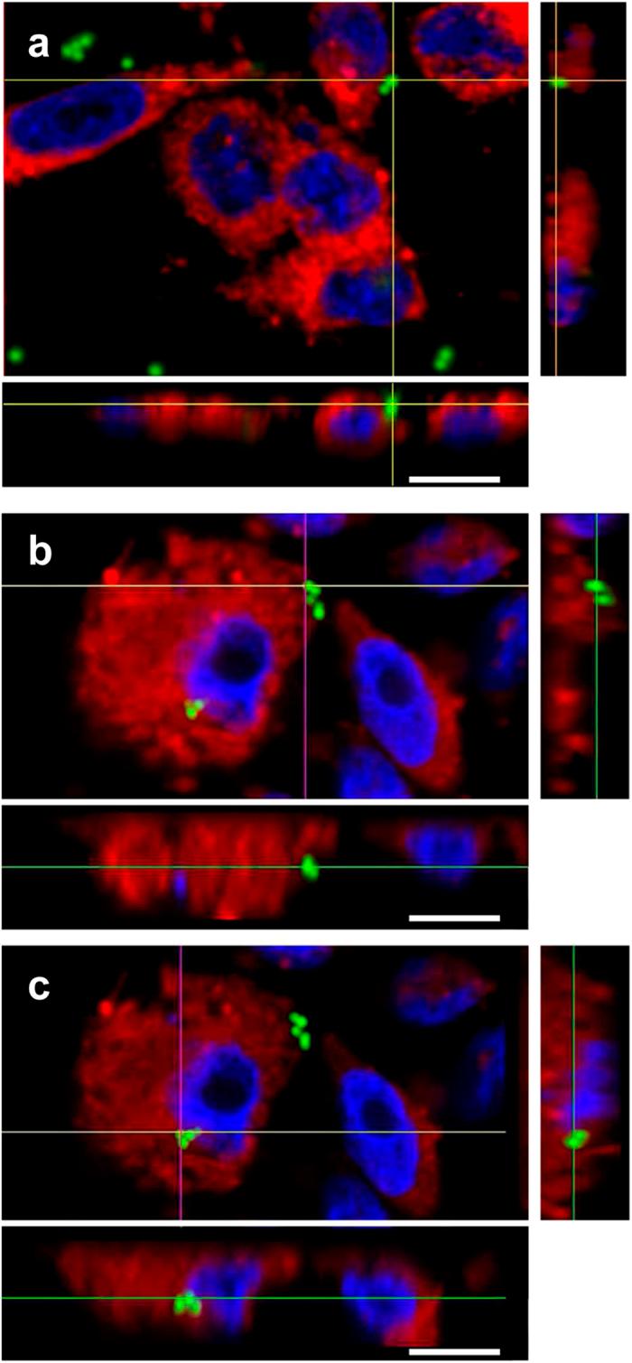 https://cdn.ncbi.nlm.nih.gov/pmc/blobs/1430/4642564/2d7691960db5/srep13774-f7.jpg