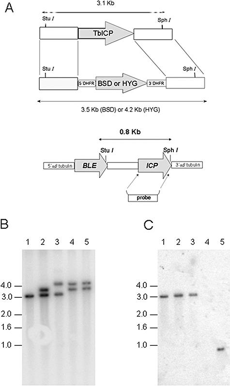 https://cdn.ncbi.nlm.nih.gov/pmc/blobs/1431/2680270/363b34fa399f/mmi0066-0991-f1.jpg