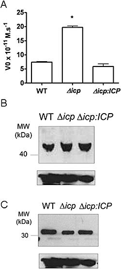 https://cdn.ncbi.nlm.nih.gov/pmc/blobs/1431/2680270/57e806b3bc70/mmi0066-0991-f3.jpg