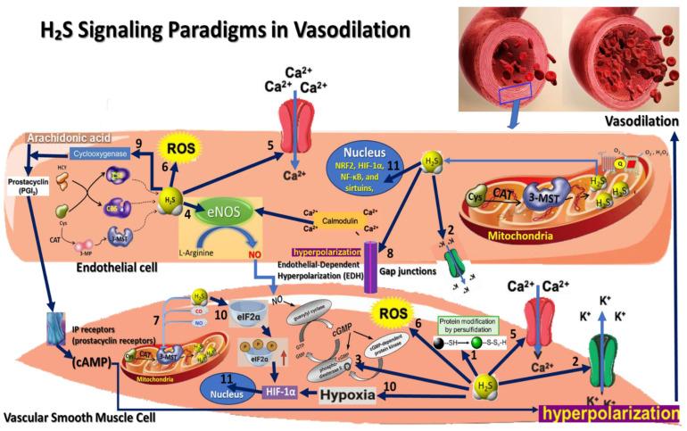 https://cdn.ncbi.nlm.nih.gov/pmc/blobs/1433/11505308/ec0648570598/antioxidants-13-01158-g001.jpg