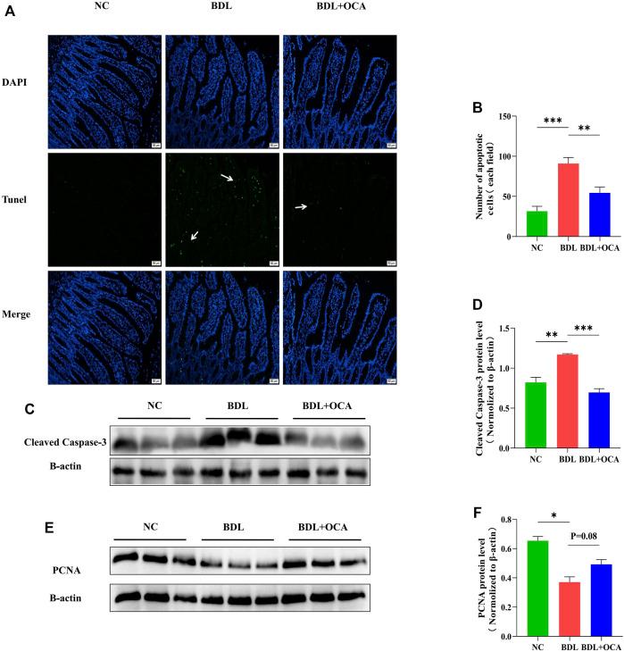 https://cdn.ncbi.nlm.nih.gov/pmc/blobs/1433/9234329/f82f380cfaf0/fphar-13-906452-g003.jpg