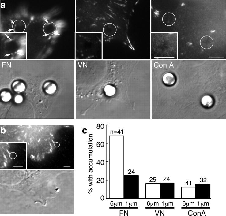 https://cdn.ncbi.nlm.nih.gov/pmc/blobs/1436/2173098/71ce0effa76c/200204153f2.jpg