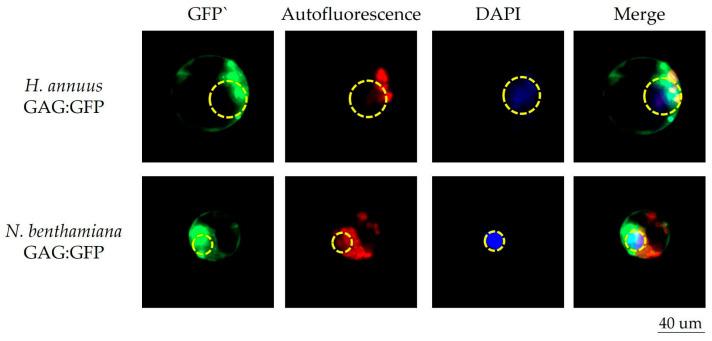 https://cdn.ncbi.nlm.nih.gov/pmc/blobs/1439/12252137/6b24991fda1d/plants-14-01894-g003.jpg