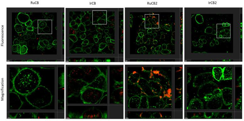 https://cdn.ncbi.nlm.nih.gov/pmc/blobs/143c/10254173/2e9c970526cc/molecules-28-04449-g018.jpg