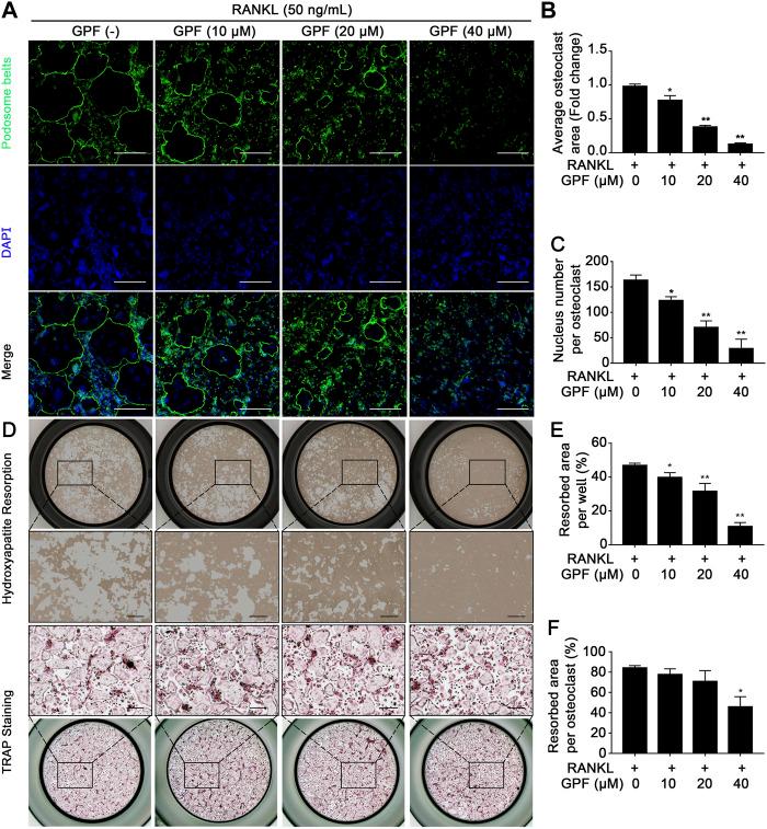 https://cdn.ncbi.nlm.nih.gov/pmc/blobs/143c/8058459/367db5d39a10/fphar-12-641277-g002.jpg