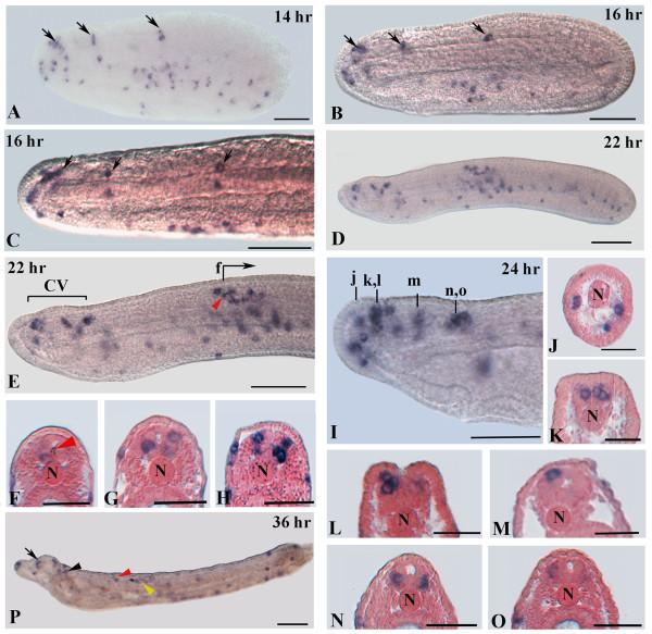 https://cdn.ncbi.nlm.nih.gov/pmc/blobs/143d/3484041/1067a6438690/1471-2202-13-59-4.jpg
