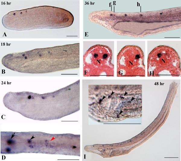 https://cdn.ncbi.nlm.nih.gov/pmc/blobs/143d/3484041/23b2a179a821/1471-2202-13-59-6.jpg