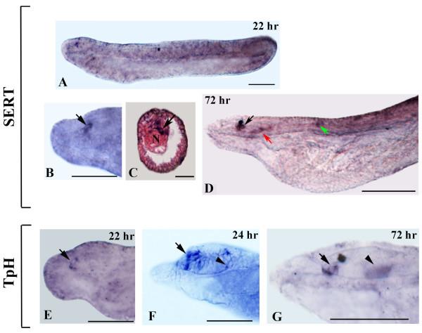 https://cdn.ncbi.nlm.nih.gov/pmc/blobs/143d/3484041/a2a464df0a34/1471-2202-13-59-5.jpg