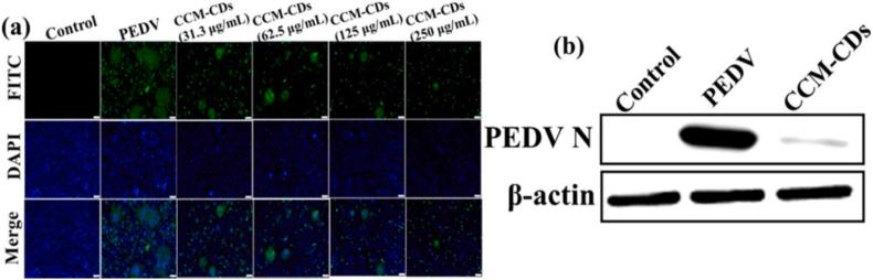 https://cdn.ncbi.nlm.nih.gov/pmc/blobs/143e/12284484/0cd3ba245808/gr7.jpg