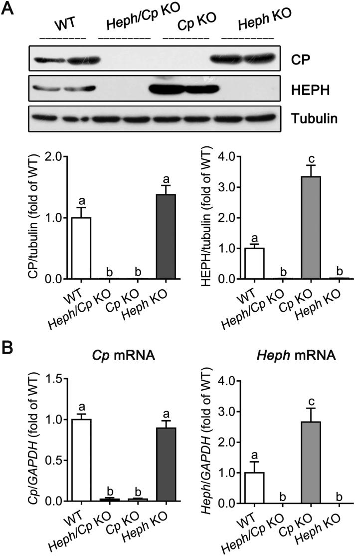https://cdn.ncbi.nlm.nih.gov/pmc/blobs/1441/6007082/279dbfe24533/gr1.jpg