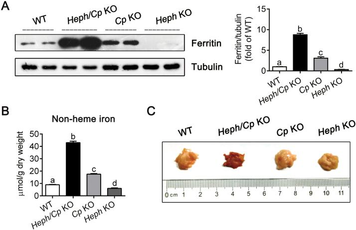 https://cdn.ncbi.nlm.nih.gov/pmc/blobs/1441/6007082/897fb19c7567/gr2.jpg