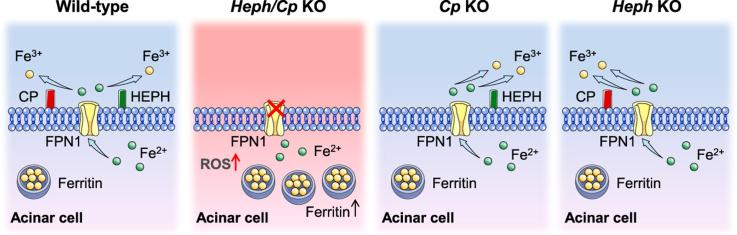 https://cdn.ncbi.nlm.nih.gov/pmc/blobs/1441/6007082/b4bbc610f9c4/fx1.jpg