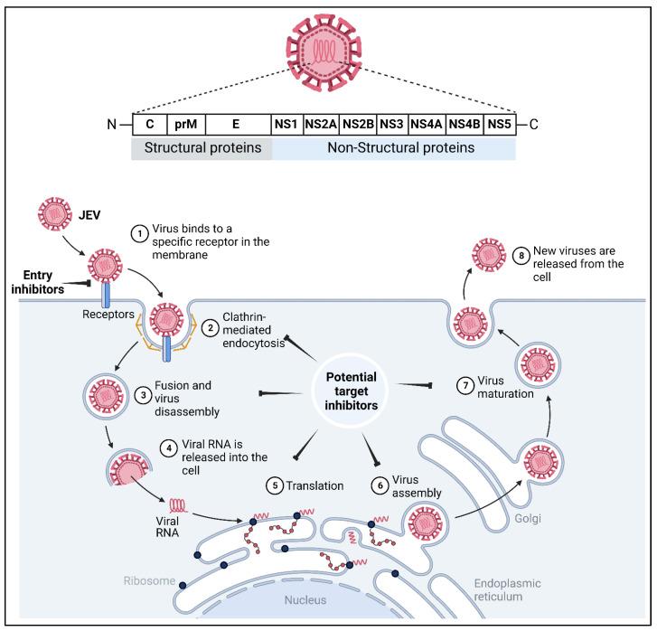 https://cdn.ncbi.nlm.nih.gov/pmc/blobs/1442/10146181/40d94eefd225/vaccines-11-00742-g004.jpg