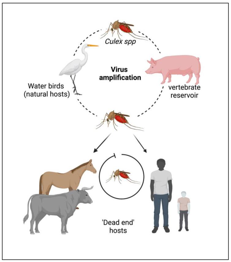 https://cdn.ncbi.nlm.nih.gov/pmc/blobs/1442/10146181/5b13ba6b82af/vaccines-11-00742-g001.jpg