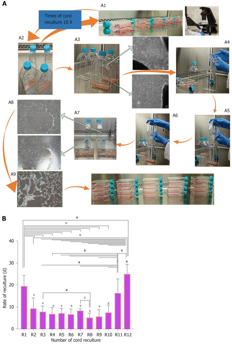 https://cdn.ncbi.nlm.nih.gov/pmc/blobs/1443/11056638/4fbc8917b58c/WJSC-16-410-g003.jpg