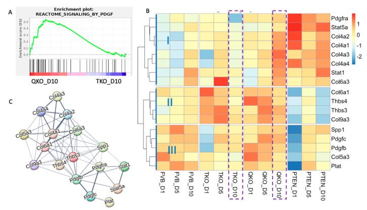 https://cdn.ncbi.nlm.nih.gov/pmc/blobs/1444/11274593/c5a69ff9e754/cells-13-01222-g006.jpg