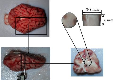 https://cdn.ncbi.nlm.nih.gov/pmc/blobs/1444/8294973/884dc698a284/ABB2021-9986395.001.jpg