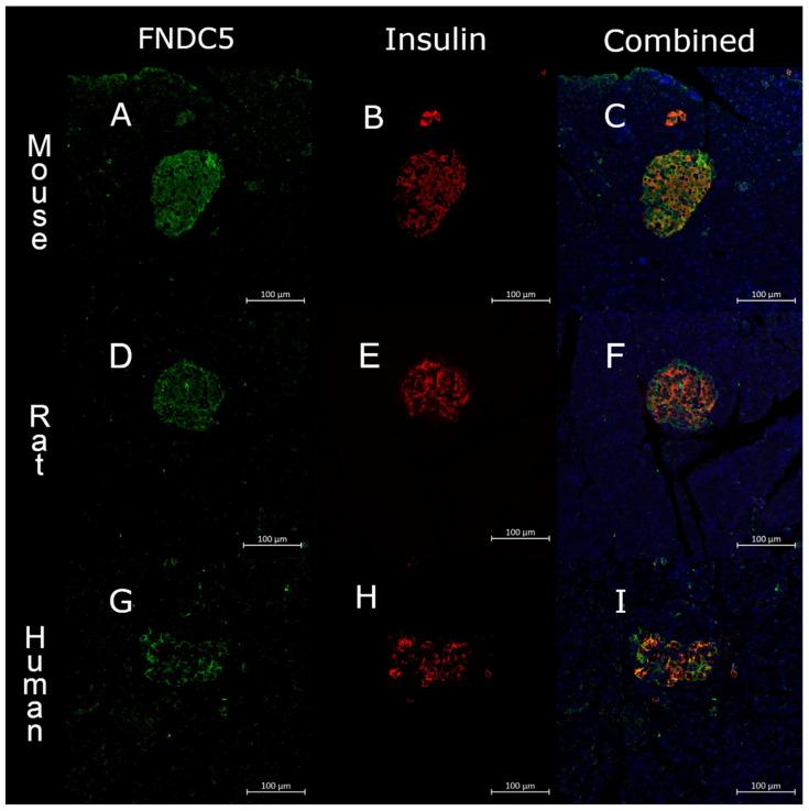 https://cdn.ncbi.nlm.nih.gov/pmc/blobs/1444/8869325/2cc442152d46/biomedicines-10-00258-g001.jpg