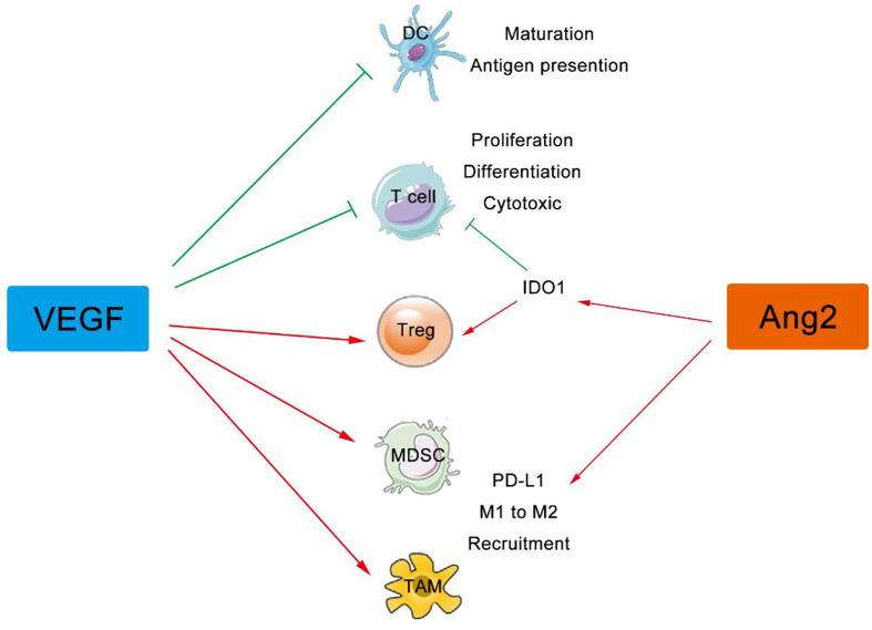 https://cdn.ncbi.nlm.nih.gov/pmc/blobs/1446/8206805/551b7893fc0b/fimmu-12-689132-g002.jpg