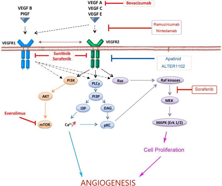 https://cdn.ncbi.nlm.nih.gov/pmc/blobs/1446/8206805/efb4023aba40/fimmu-12-689132-g001.jpg