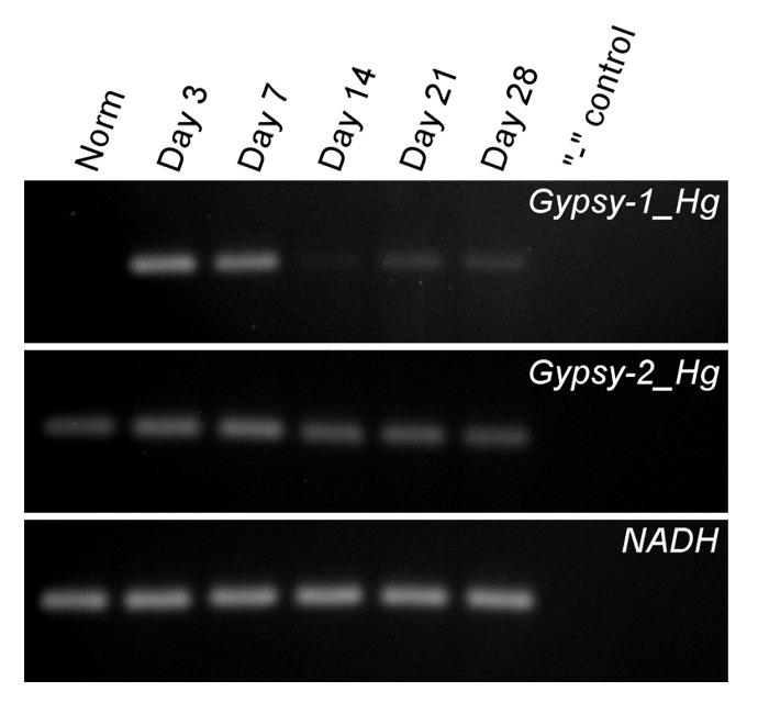 https://cdn.ncbi.nlm.nih.gov/pmc/blobs/1448/3575433/00634fb6394c/mge-2-244-g2.jpg