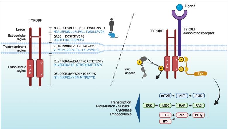https://cdn.ncbi.nlm.nih.gov/pmc/blobs/1448/9404585/c12350fc49fc/13024_2022_552_Fig1_HTML.jpg
