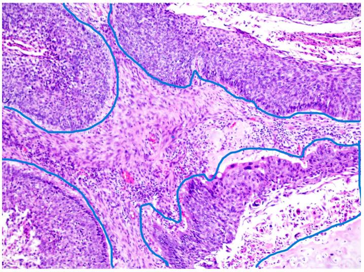 https://cdn.ncbi.nlm.nih.gov/pmc/blobs/144c/12346568/40bea185a070/diagnostics-15-01844-g001.jpg