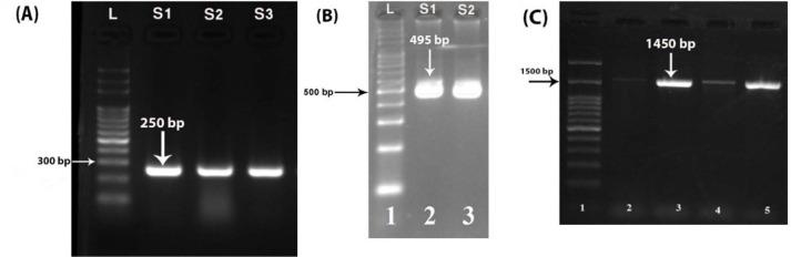 https://cdn.ncbi.nlm.nih.gov/pmc/blobs/1450/7884267/0dc4f303a85e/IJM-12-537-g001.jpg