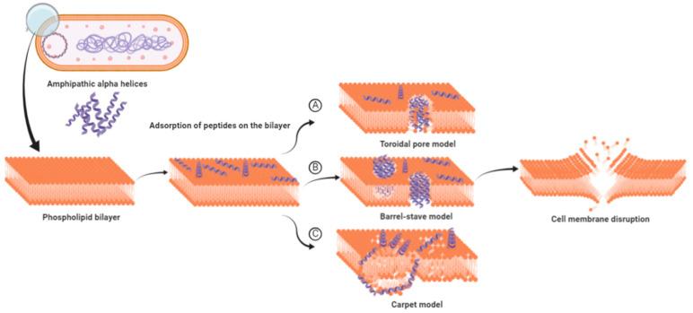https://cdn.ncbi.nlm.nih.gov/pmc/blobs/1454/7766339/290b930b9eeb/vetsci-07-00206-g001.jpg