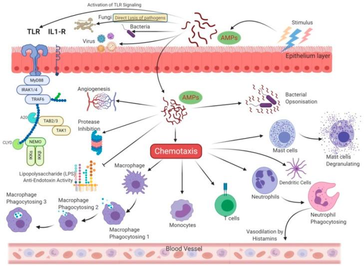 https://cdn.ncbi.nlm.nih.gov/pmc/blobs/1454/7766339/37f3962b4f9a/vetsci-07-00206-g004.jpg